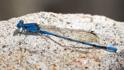 Argia anceps (Cerulean Dancer) male-5.jpg